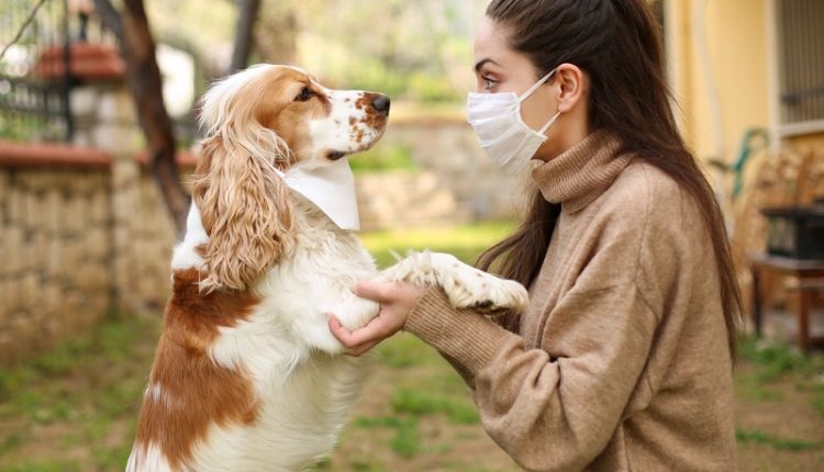 هل يهدد فيروس كورونا الحيوانات الأليفية