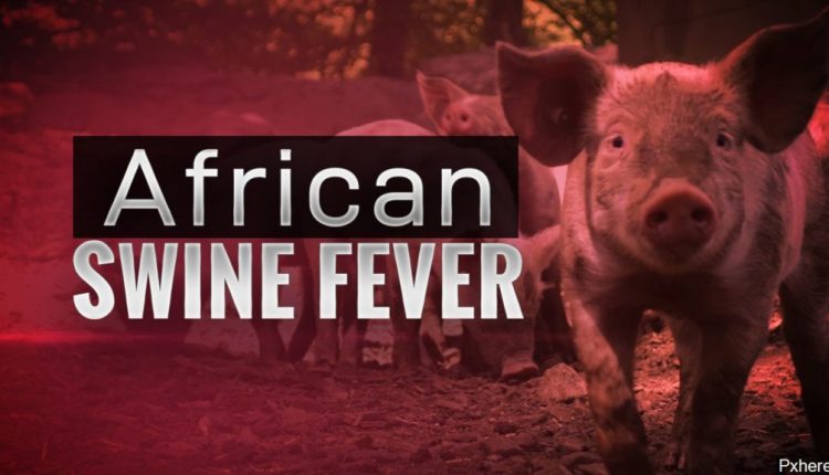حمى الخنازير الأفريقية