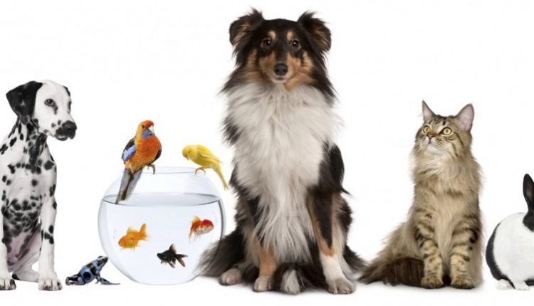 صحة الحيوان