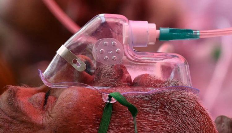 الفطر الاسود