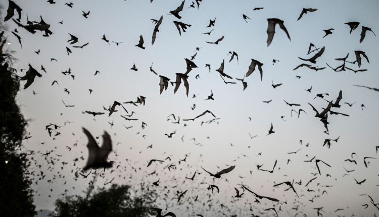 الخفافيش أبرز الحيوانات الحاملة لفيروسات كورونا