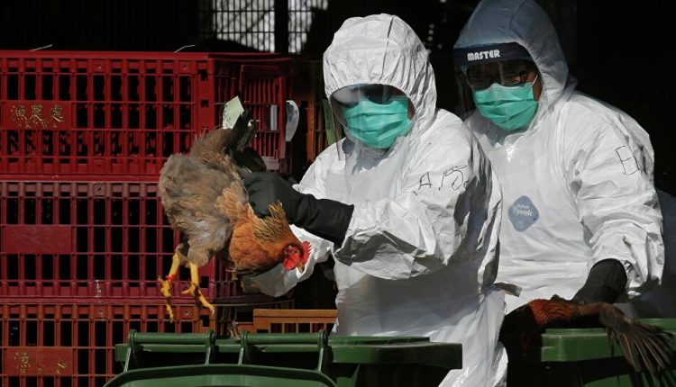 انفلونزا الطيور