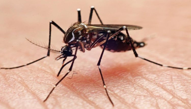 الزبابة الزاعجة - حمى الضنك