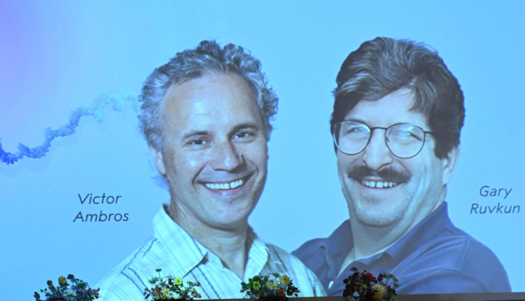 الأمريكيان مكتشفا الحمض الريبوزي النووي يفوزان بجائزة نوبل للطب 2024